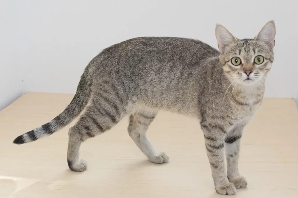 Kanaani tabby gris debout de trois quarts, silhouette longiligne et queue annelée
