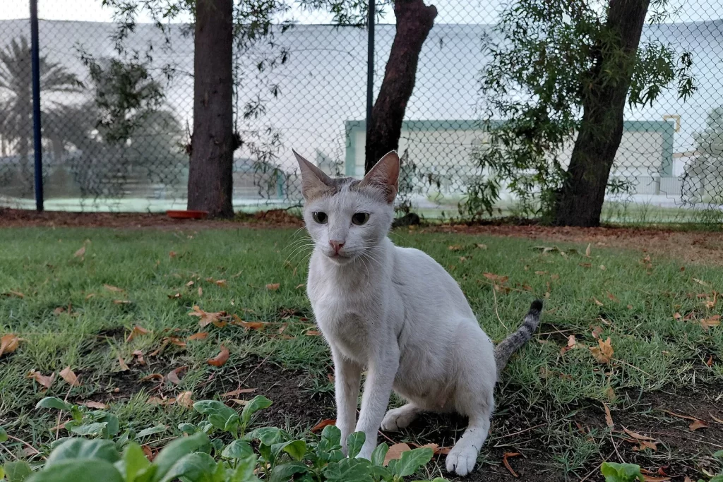Khao Manee blanc assis dans l'herbe d'un jardin