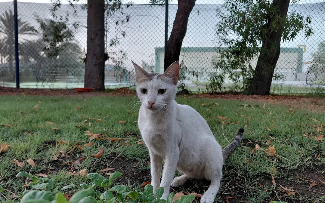 Khao Manee