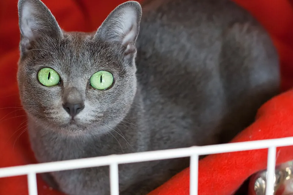 Korat