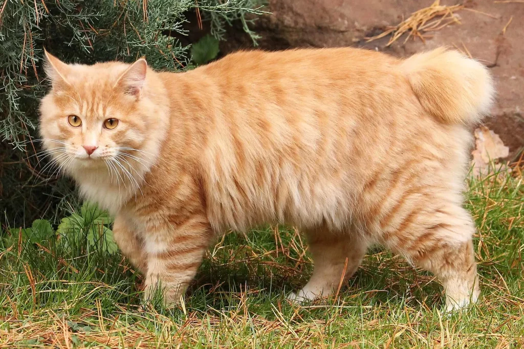 Kurilian Bobtail roux tabby à poil mi-long debout dans l'herbe, queue en pompon