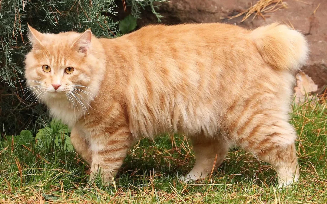 Kurilian Bobtail