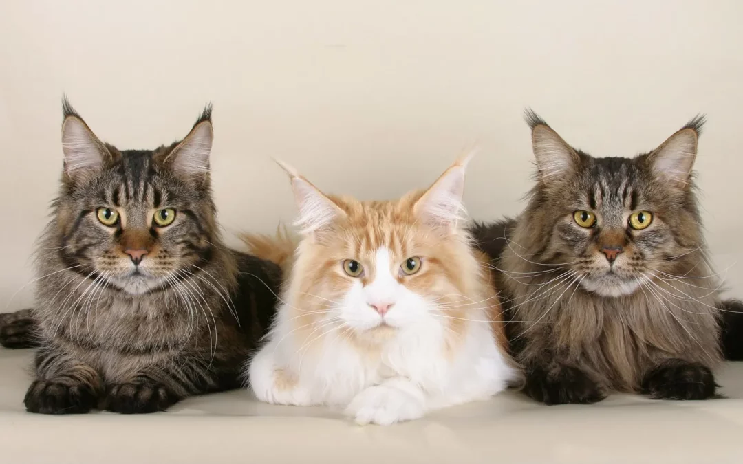 Maine Coon