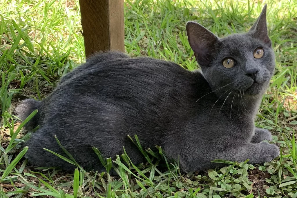Manx gris-bleu sans queue couché dans l'herbe, tête relevée