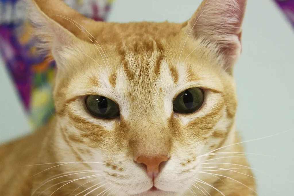 Gros plan sur la tête d'un Mau arabe roux tabby aux yeux verts et aux grandes oreilles