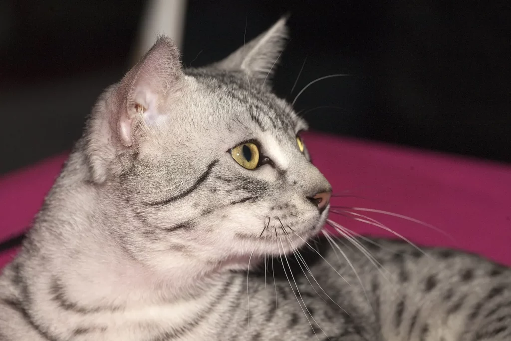 Mau égyptien argenté tacheté aux yeux vert-jaune, de profil