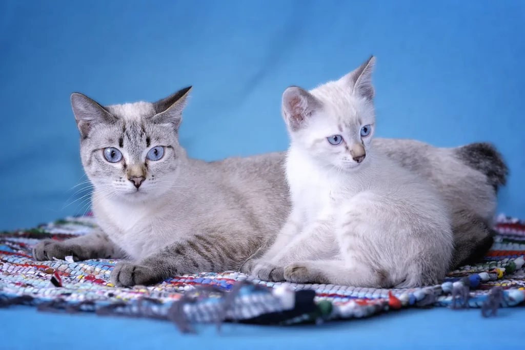 Deux Mekong Bobtail point aux yeux bleus, une adulte et un chaton, couchés sur fond bleu