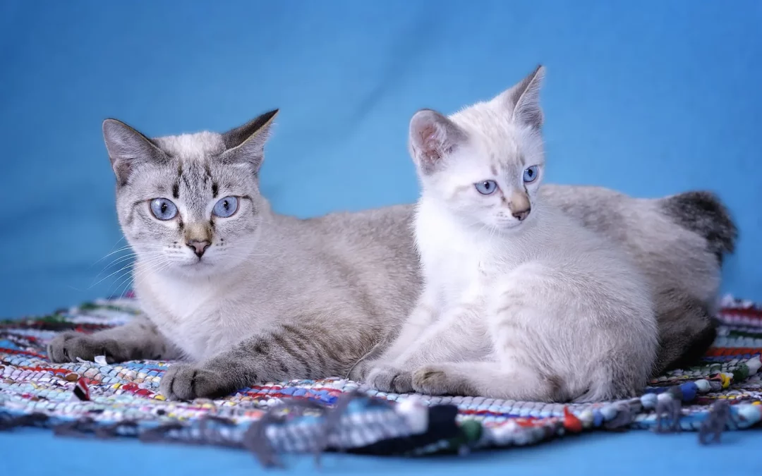Mékong Bobtail