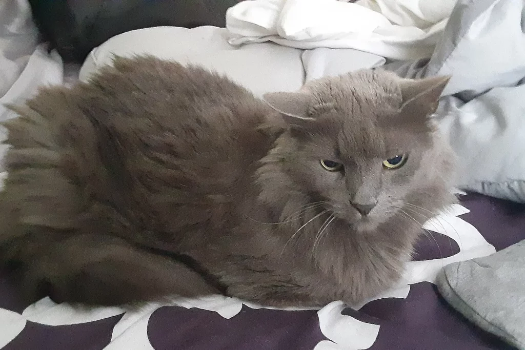 Nebelung bleu à poil mi-long soyeux couché sur un lit, yeux verts