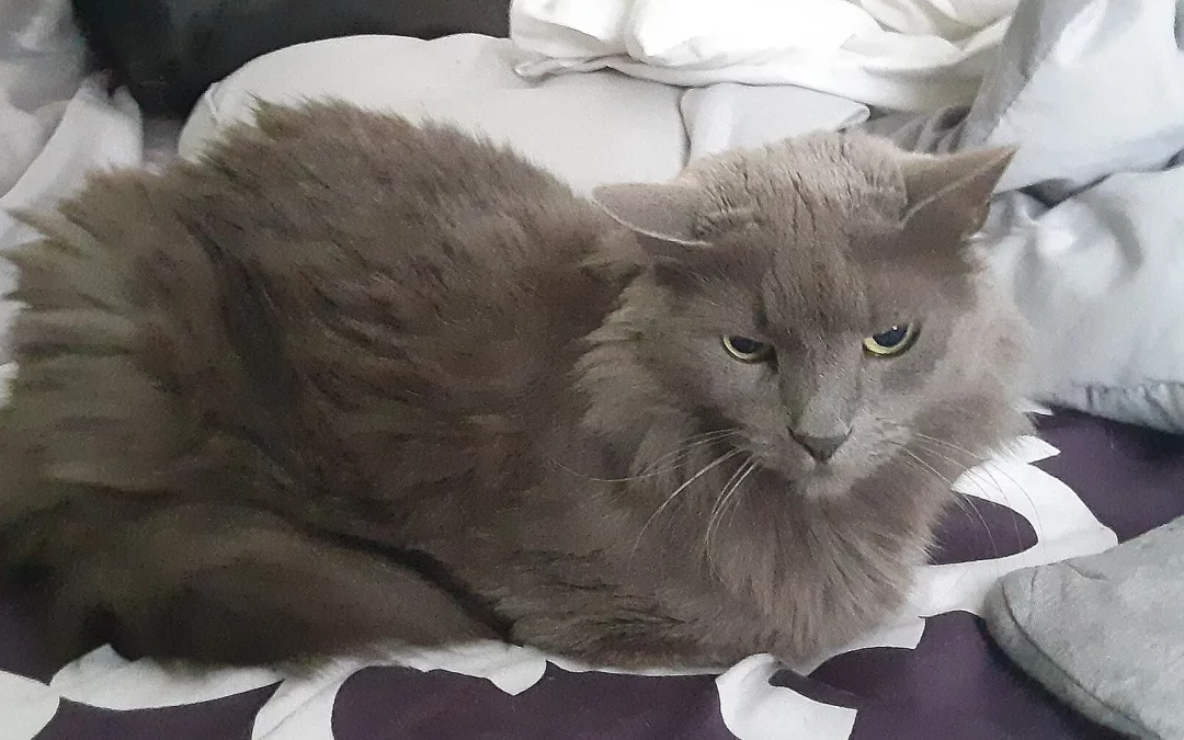 Nebelung