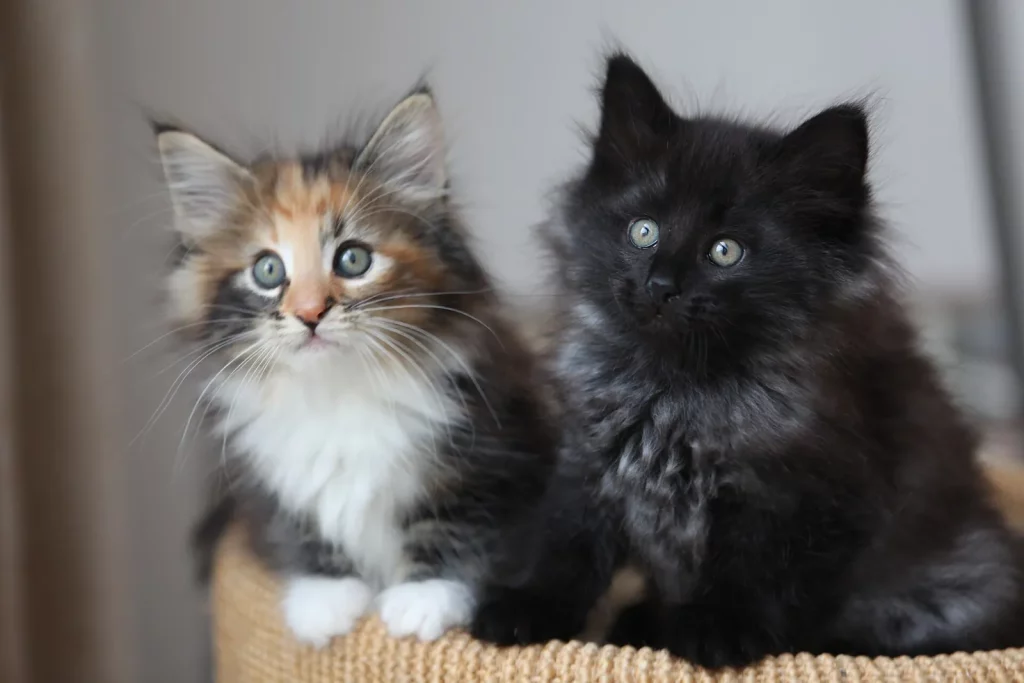 Deux chatons Norvégiens à poil long, un tricolore et un noir, assis côte à côte