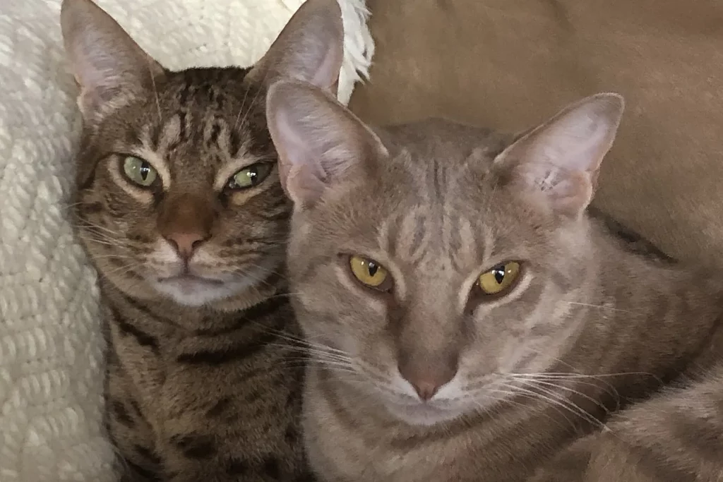 Deux chats tabby couchés côte à côte, l'un brun, l'autre gris, yeux verts et dorés