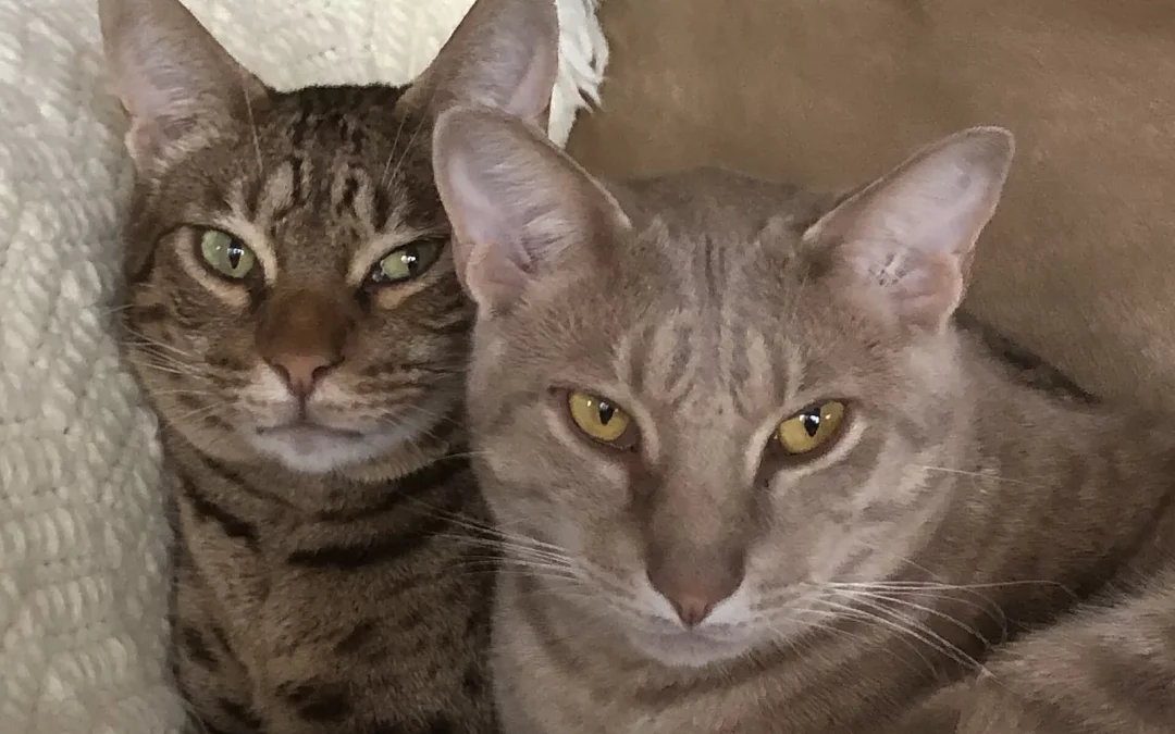 Ocicat