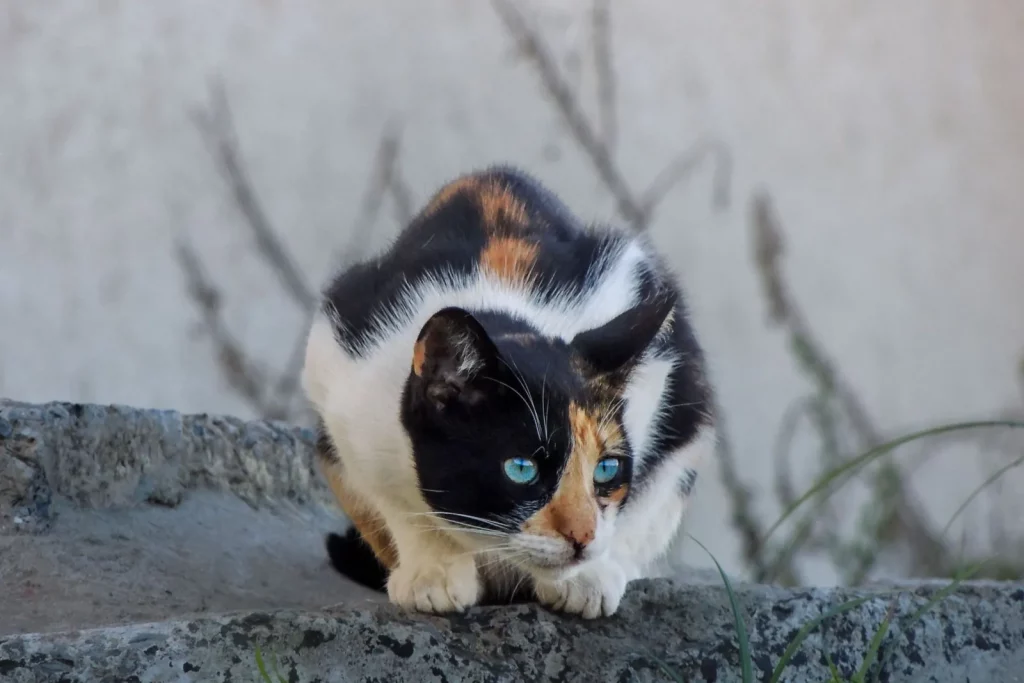 Chat écaille de tortue et blanc aux yeux bleu turquoise, trait caractéristique de l'Ojos Azules