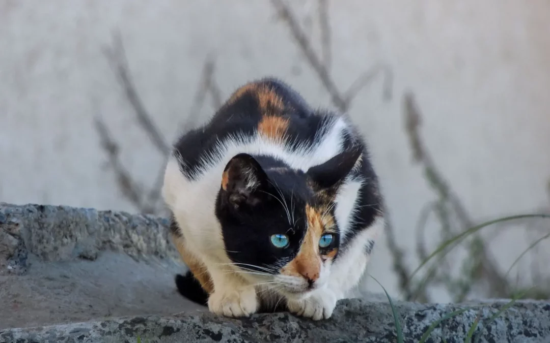 Ojos Azules