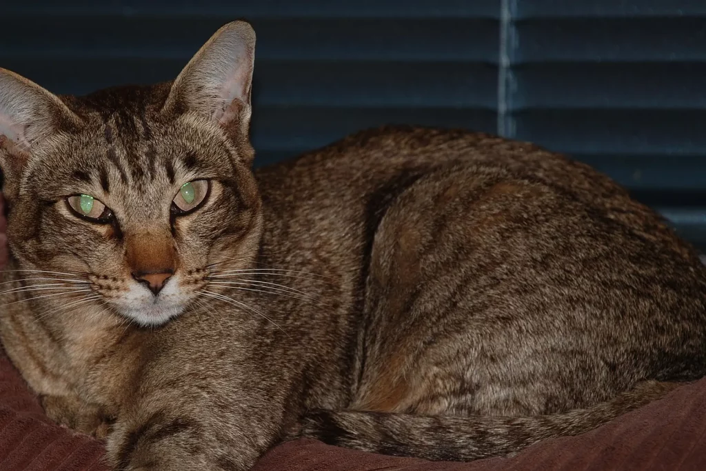 Oriental Shorthair tabby brun couché, tête triangulaire et grandes oreilles