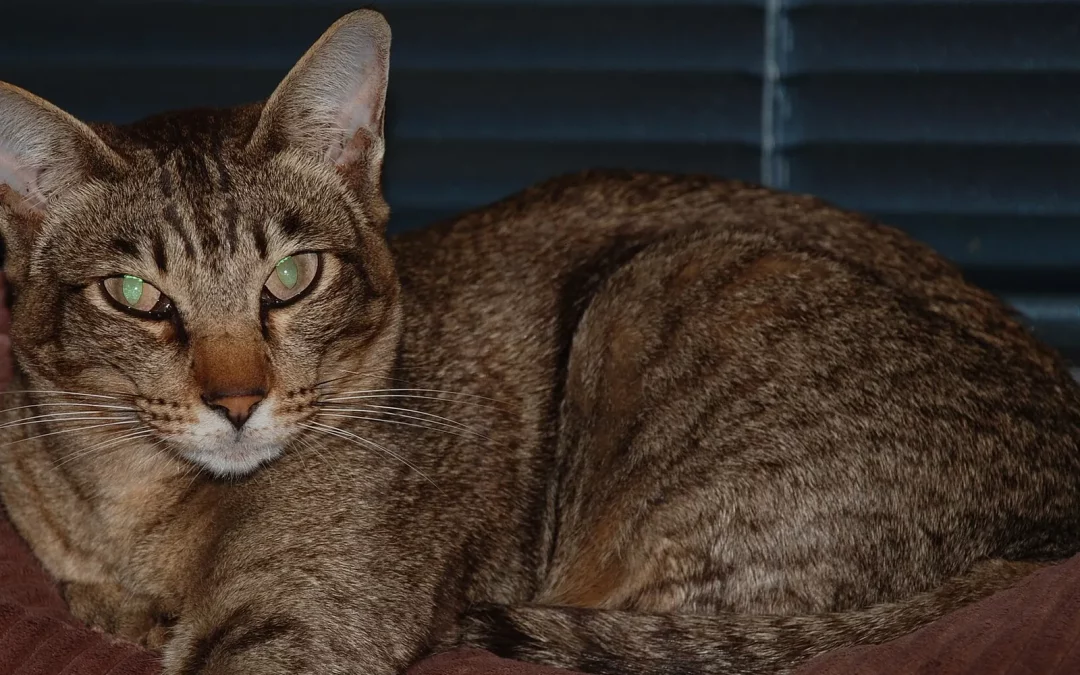 Oriental Shorthair