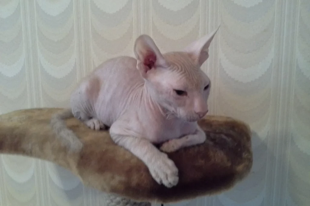 Peterbald nu aux grandes oreilles et à la tête fine, couché sur un arbre à chat