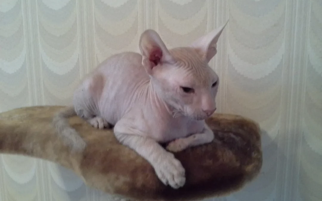 Peterbald