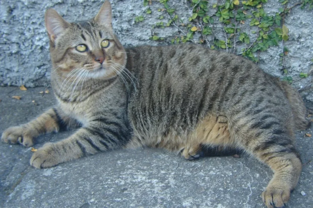 Pixie-bob tabby brun couché sur une dalle de pierre, allure de petit lynx