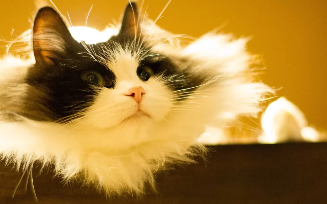Ragamuffin