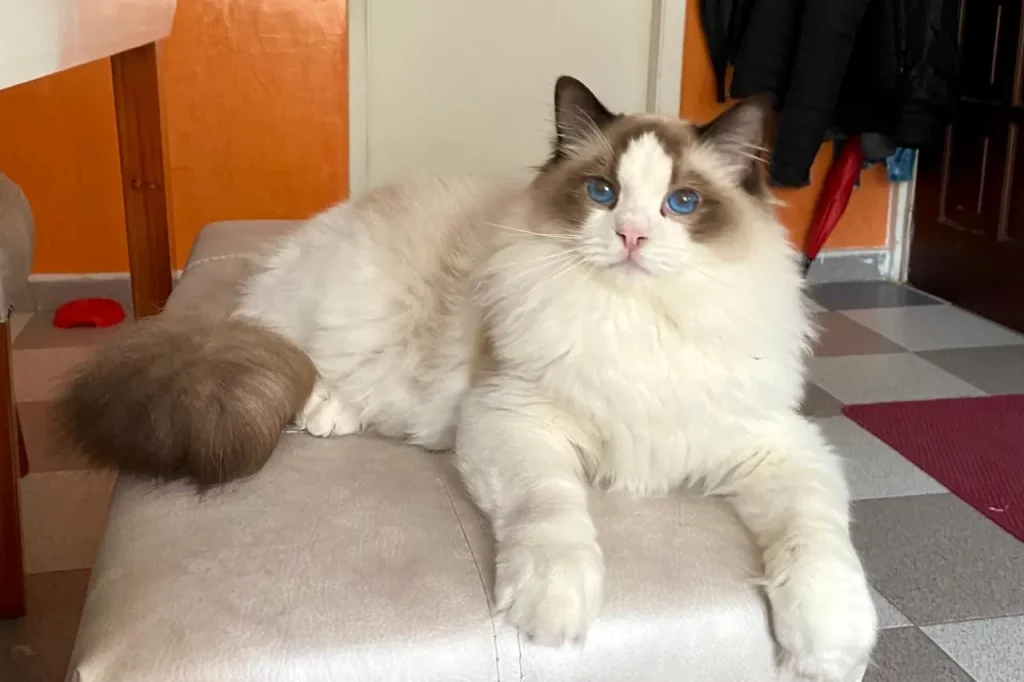 Ragdoll seal point et blanc aux yeux bleus couché sur un pouf