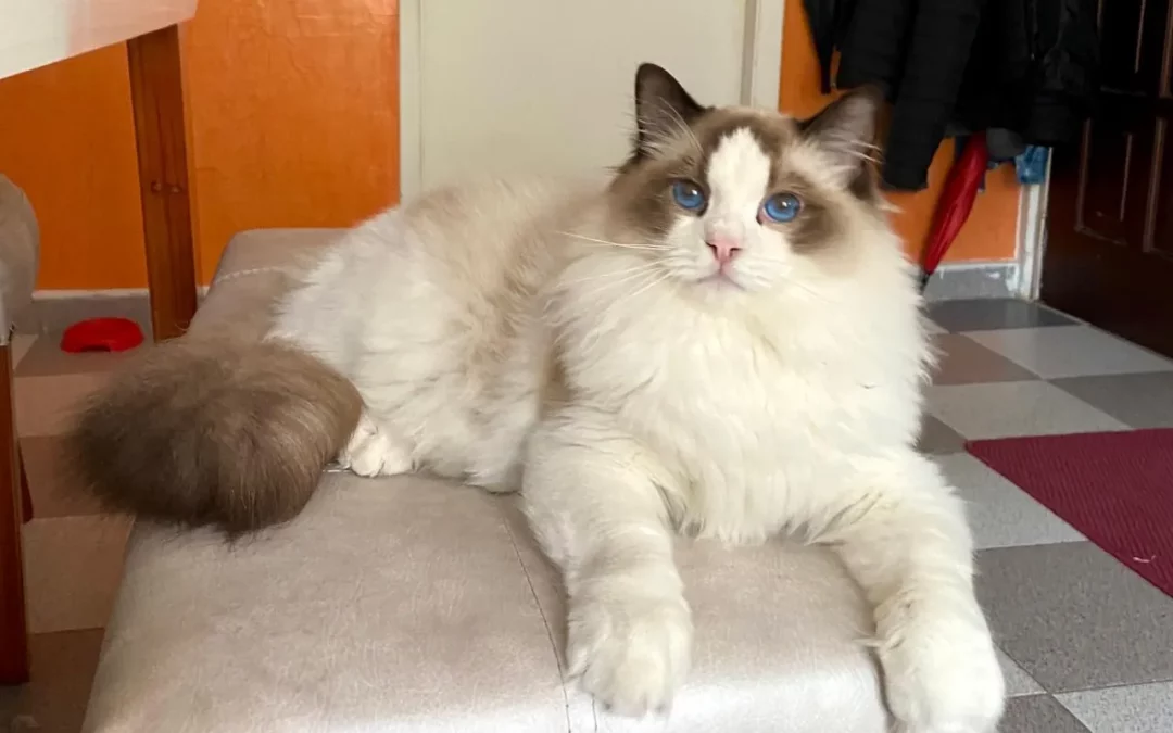 Ragdoll