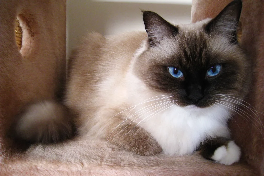 Sacré de Birmanie seal point aux yeux bleus et aux gants blancs, couché dans un arbre à chat