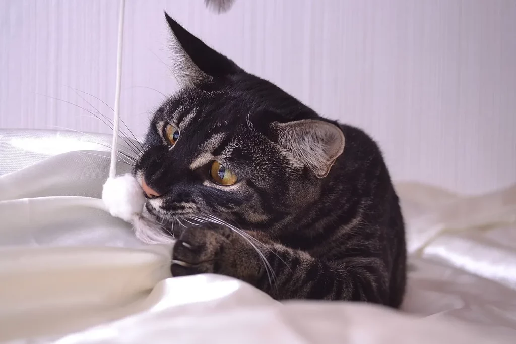 Savannah tabby noir jouant avec une plume sur un drap blanc