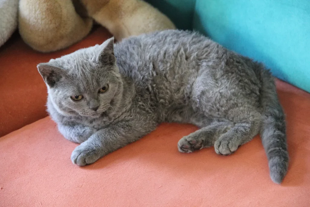 Chaton Selkirk Rex bleu au poil bouclé couché sur un coussin rouge