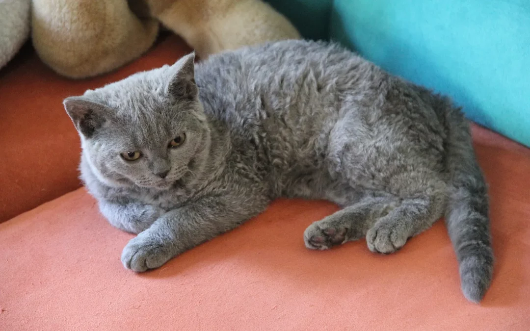 Selkirk Rex