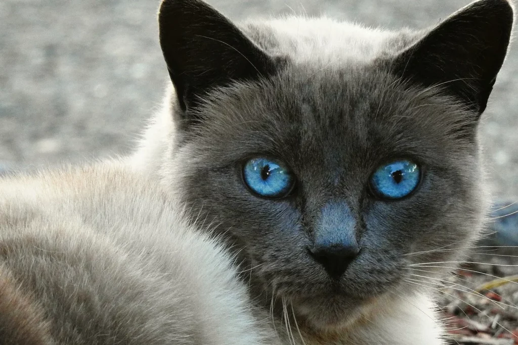 Siamois seal point aux yeux bleus intenses, gros plan sur la tête