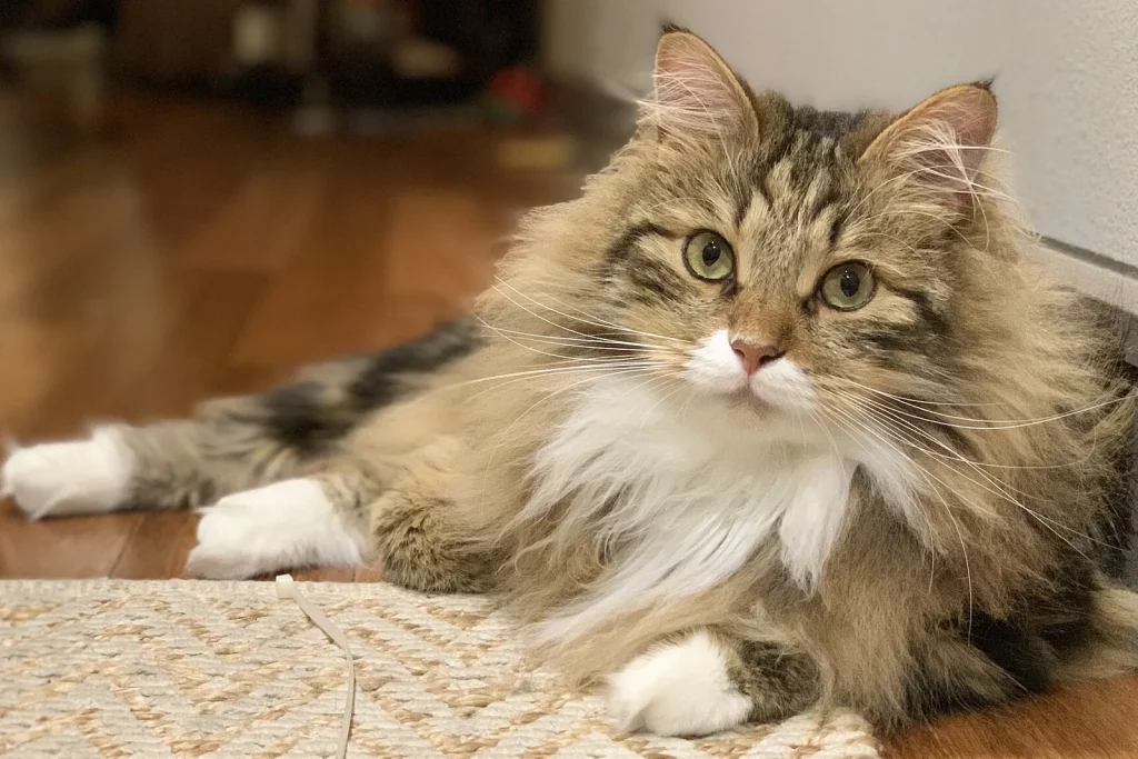 Sibérien tabby brun et blanc à poil long couché sur un tapis