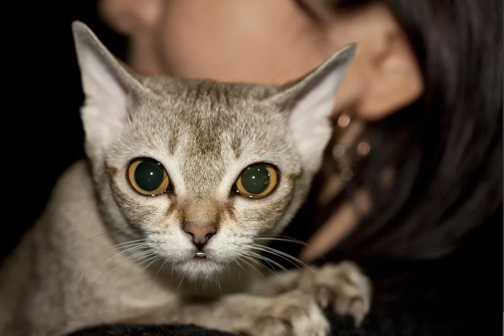 Singapura sépia agouti aux grands yeux, porté contre l'épaule d'une femme