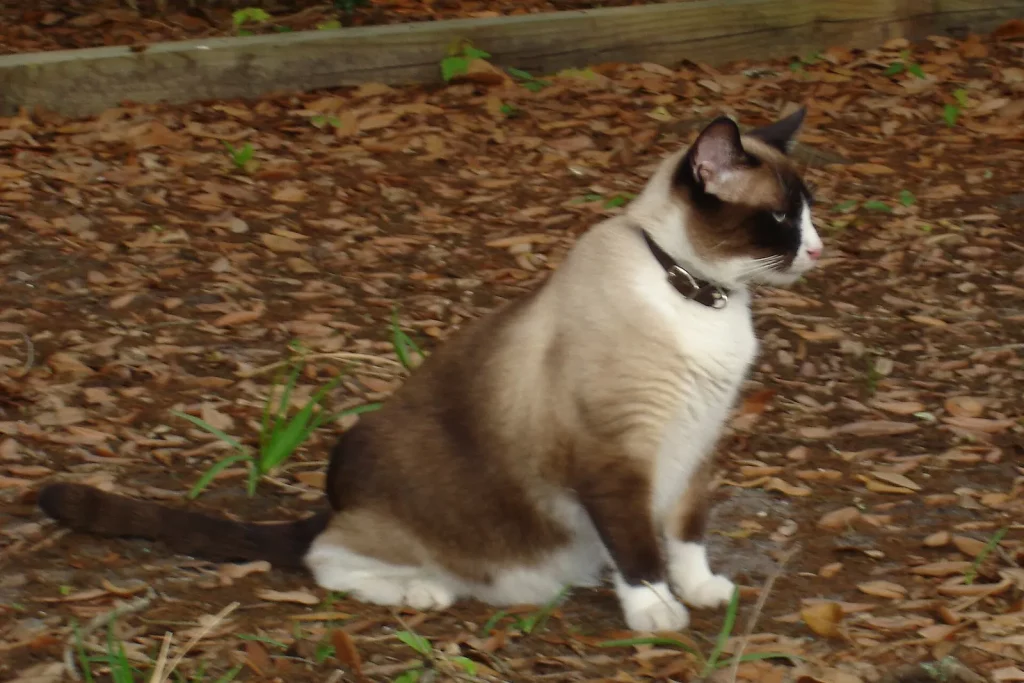 Snowshoe seal point aux pattes blanches assis de profil sur des feuilles mortes