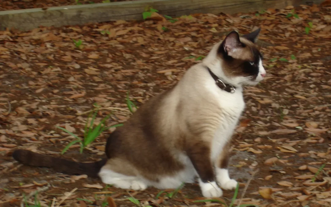 Snowshoe