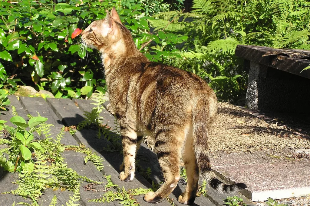 Sokoke tabby marbré debout de dos sur une terrasse en bois, au soleil