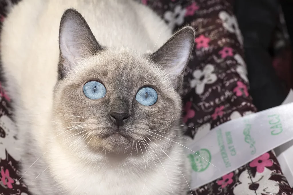Thaï seal point aux yeux bleus, tête ronde, regardant l'objectif