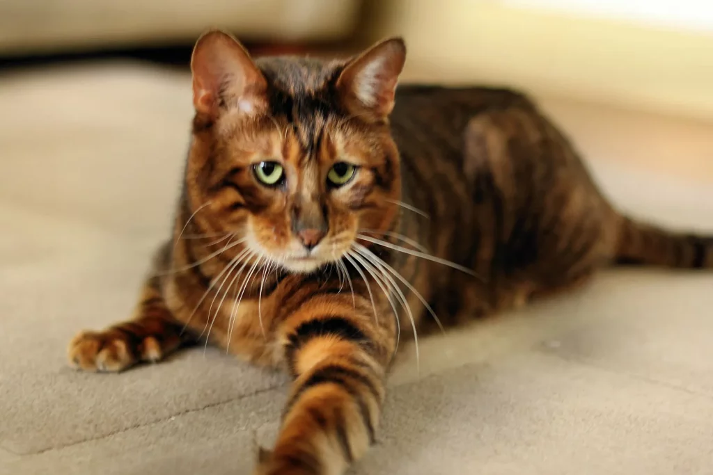 Toyger aux rayures sombres sur fond orangé, couché sur un canapé