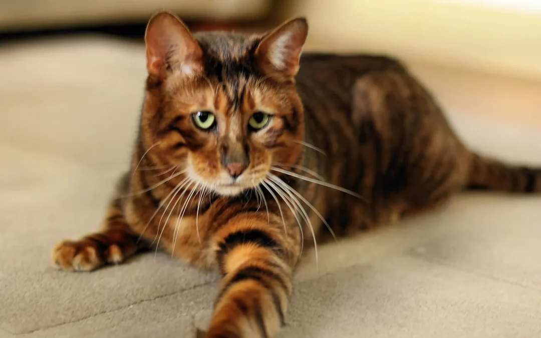 Toyger