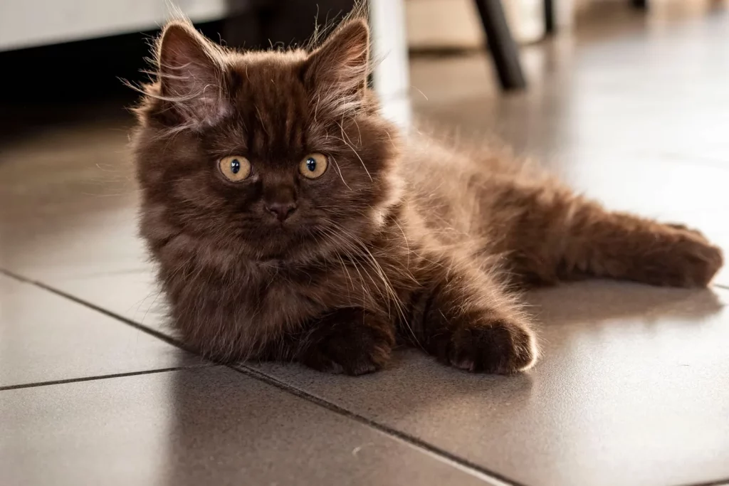 Chaton chocolat uni à poil mi-long soyeux et aux yeux dorés, couché sur un carrelage